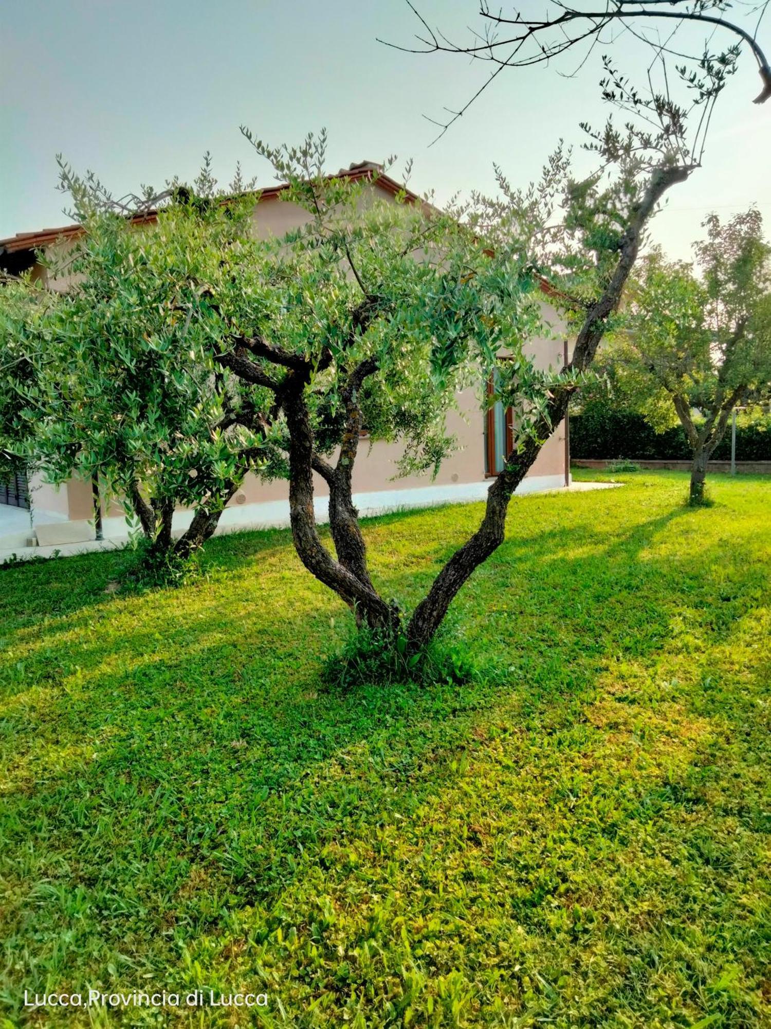 Il Melograno Daire Lucca Dış mekan fotoğraf
